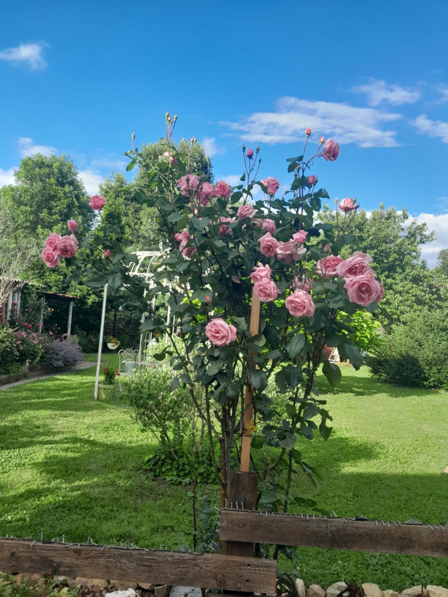 Chambre D'Hote Amitie Et Jardin Carmaux Exteriér fotografie